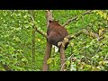 Funny animals Black Bear stuck in a tree: Cute animal videos.