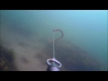 Striped Bass Fishing - Underwater View!