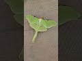 Second Luna Moth of 2023