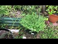 A Garden Mish Mash | Backyard Edible Garden