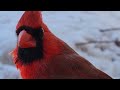 Cardinal upclose