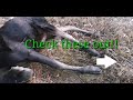 Majestic Moose hunt - 2019 - Canadian moose brought DOWN! 270 win!