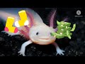 Why Axolotls Are Endangered (and How You Can Help)