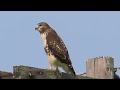 Angry Hawk swoops in to chase off rival. Hear the call of the Hawk.