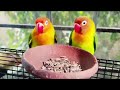 Adorable African love birds