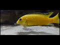 Little Fish Digging For Gold | Electric Yellow Lab Cichlid Malawi