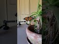 Time Lapse: Transformation of Monarch butterfly after chrysalis stage