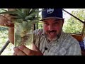 Pineapples 101: Everything You Need To Grow The Best Pineapples Ever!