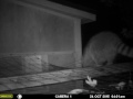 Chubby Raccoon Attempting to Get into the Chicken Coop.