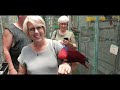 Aussie Native Birds & Parrots In Paradice