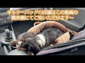 【#愛犬vlog】ペットキャリーバッグでドライブしました♪