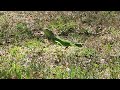 Another cute south Florida Iguana!