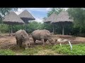 SAFARI PARK BANGKOK || Safari World Bangkok #safari #thailand #travelvlog