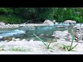 Peaceful Summer Forest Landscape with River and Bird Sounds