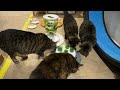 Valentine's Treats, Mail Time, Patio Drama, Food Rescue - S7 E23 - Lucky Ferals Cat Vlog
