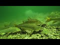 Alpine Rivers: The Cradle of Life | Free Documentary Nature