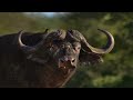 Cape Buffalo Hunting 101 With Kevin Robertson