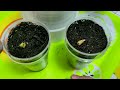 How to Grow Cherry Tree from Seed - THE SIMPLE AND EASY WAY