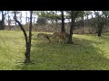 Deer in the Urban Wild at Ft. Totten Metro Station, Washington, DC, February 2020