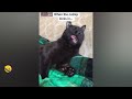 FUNNIEST CAT AND DOG VIDEOS 2023 #31