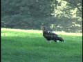 Red Tailed Hawk in Central Park New York (Pale Male)