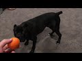 Riddick Playing with an Orange 2