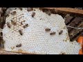 Hive inspection #beehive #bees #honeyworks #honeybees #apis #nature