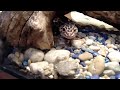 Niki handling a Leopard Gecko