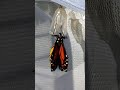 Monarch eclosing