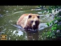 Cute Animals 4K🌳Relaxation Film Animal Families - Melodies to Bring Joy and Peace to Your Soul