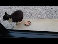 近所の野良猫2