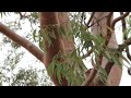 Cockatoos vs Lace Monitor