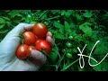 ORGANIC TOMATO'S