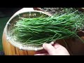 [Balcony Garden] Chives that grow thick on the balcony, from seeding to harvesting