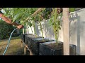 menanam tomat metode ini tinggi berbuah lebat  || planting tomatoes this method is high fruitful
