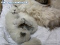 Ragdoll kittens. Special blue-eyed edition