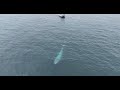 blue whale off Palos Verdes near boat
