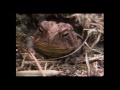 Okefenokee Swamp | Georgia Outdoors