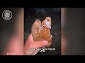 Sea Cucumber 🥒 Ejects Guts When Scared! | 1 Minute Animals