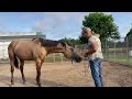 Clicker training an unhandled horse to halter and lead.