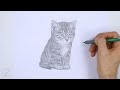 How To Draw Kitten Sitting