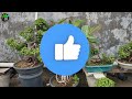 New Plants in my Garden | Garden Overview August Green Spoon Garden