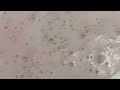 Vanilla Love Letters Bath Bomb demo