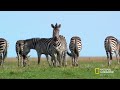 Batalla: Manada de Lobos vs. Oso Grizzly | Noche De Pelea Animal | Nat Geo en Español