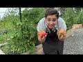 Abundantly Blessed with a MASSIVE Garden Harvest | Full August Garden Tour