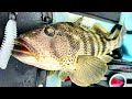 San Diego Bay Harbor Island Kellogg’s Hobie Kayak Fishing Spotted Bass Sand Bass Halibut