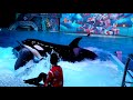 Moskvarium's 3 Orcas Displaying Concerning Behavior