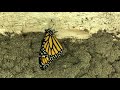 From Caterpillar To Monarch Butterfly