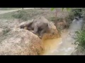 A hard work doing by an elephant..