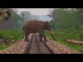 #Chapramari# #RailwayTrack# & #Wildlife#